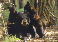 Black Bear and cubs