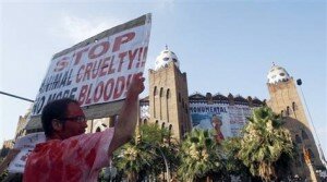 bullfighting banned in spain 300x167 Bullfighting Banned in Spain? Catalonia Bans Popular Sport