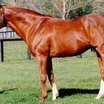 Secretariat Movie Wiki